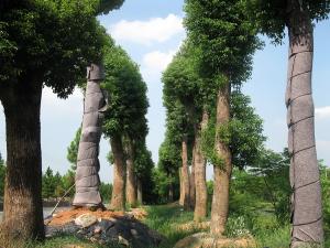 香樟-金華苗木種植基地