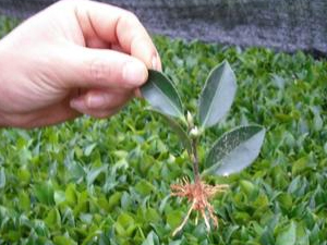 茶梅苗-金華專(zhuān)業(yè)種植基地